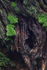 Moss and weathered tree