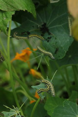 Raupen auf Kapuzinerkresse