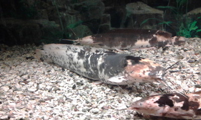 Fototapeta premium Fish