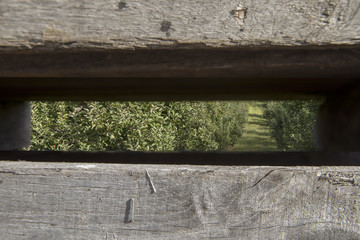Apple orchard through wooden bin slats