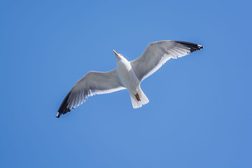 Seagull flying