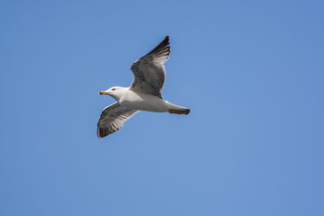Seagull flying