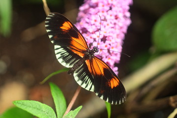 Obraz premium Heliconius melpomene