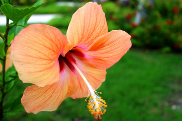 Hibiscus Flower