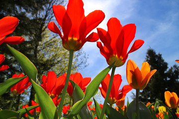 Tulips