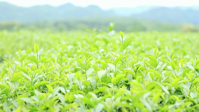 Tea plants close-up with natural background. 