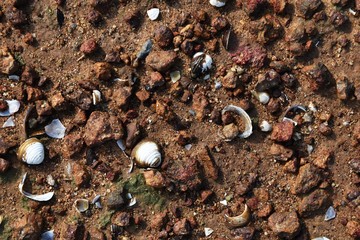 many broken shell on brown soil ground