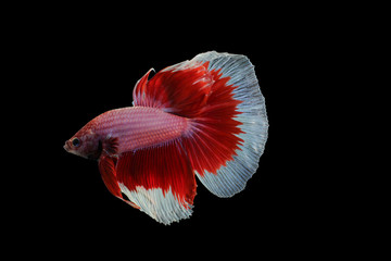 Betta fish