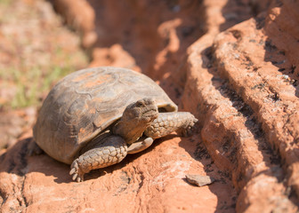 Desert tortoise in Snow Canyon State Park Utah