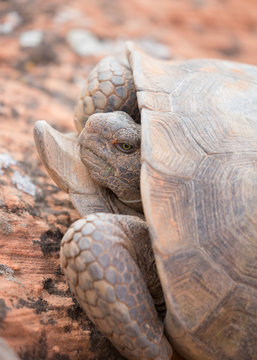 Desert Tortoise In Snow Canyon State Park Utah