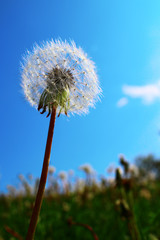 Dandelion close-up image against blue sky