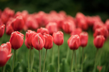 Obraz premium Tulips