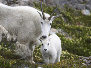 Mountain goat, Akaska, USA