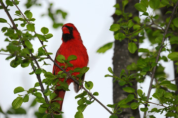 Male Cardinal