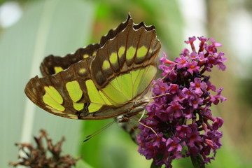 Malachite (Siproeta steneles)