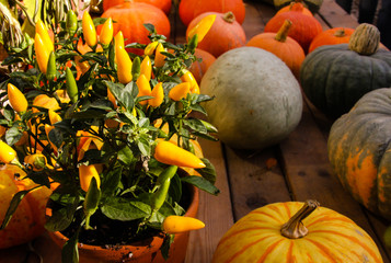 Colorful pumpkins at a country fair