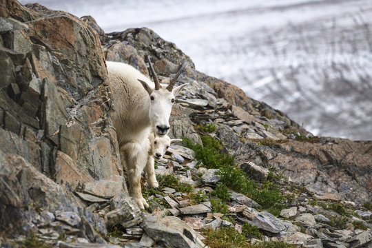 Mountain goat, Akaska, USA
