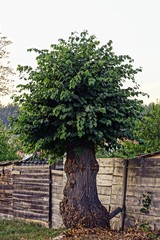 Толстое лиственное дерево с круглой кроной у дороги