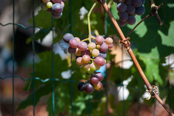 Grape growing, white and red variety