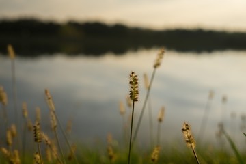 Grass near the lake during colorful sunset. Slovakia