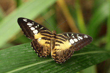 Parthenos sylvia
