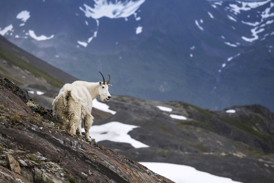 Mountain goat, Akaska, USA