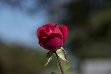 single red rose