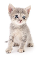 Kitten on white background.