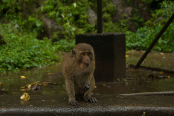 Lonely monkey near the temple of monkeys