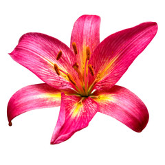 Flower red lily isolated on white background. Flat lay, top view