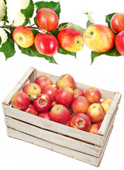 apples in wooden box
