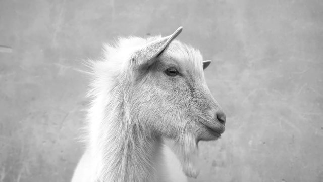 A cute young white goat looks in different directions close up. Black and white