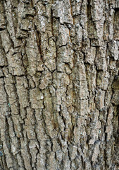 Eichenrinde