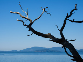 US Pacific coast - view of the ocean and islands from Larrabee state park, WA