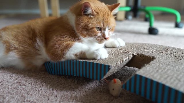 Рыжий кот играет с игрушечной мышью в апартаментах на бежевом ковровом покрытии