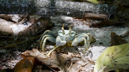 Crabe fantôme, île Cousin, Seychelles