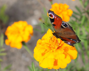 Tagpfauenauge auf der Studentenblume