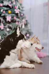 two hussies dogs on the background of a Christmas tree