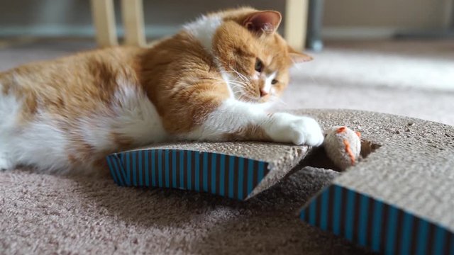 Рыжий кот играет с игрушечной мышью в апартаментах на бежевом ковровом покрытии