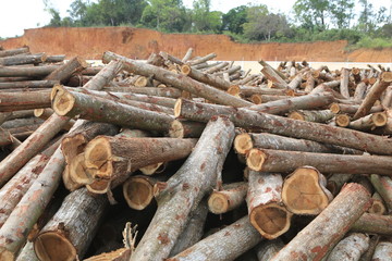 Acacia timber logs