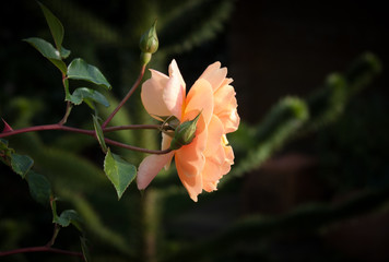 Pat Austin Rose