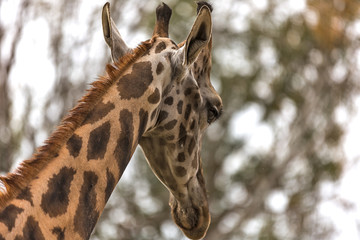 occhi della giraffa. la testa della giraffa