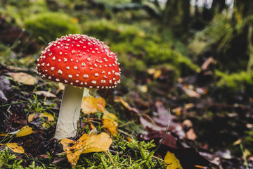 Close-Up Surface Level Of Mushroom