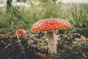 Close-Up Surface Level Of Mushroom