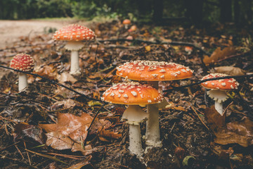 Close-Up Surface Level Of Mushroom