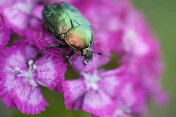 bug on a beautiful flower in summer