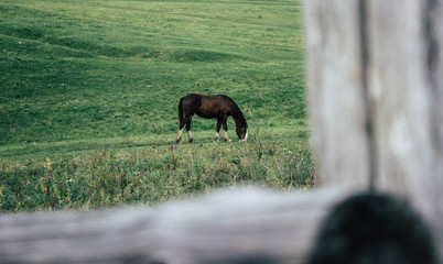 horse pastures