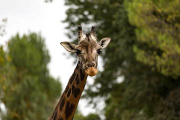 occhi della giraffa. la testa della giraffa