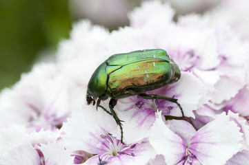 bug on a beautiful flower in summer