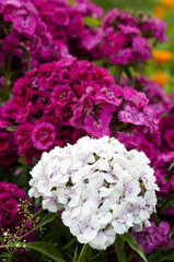 beautiful bouquet of colorful flowers